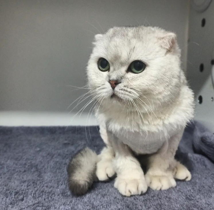 VAN TAR&Ccedil;IN PET OTEL