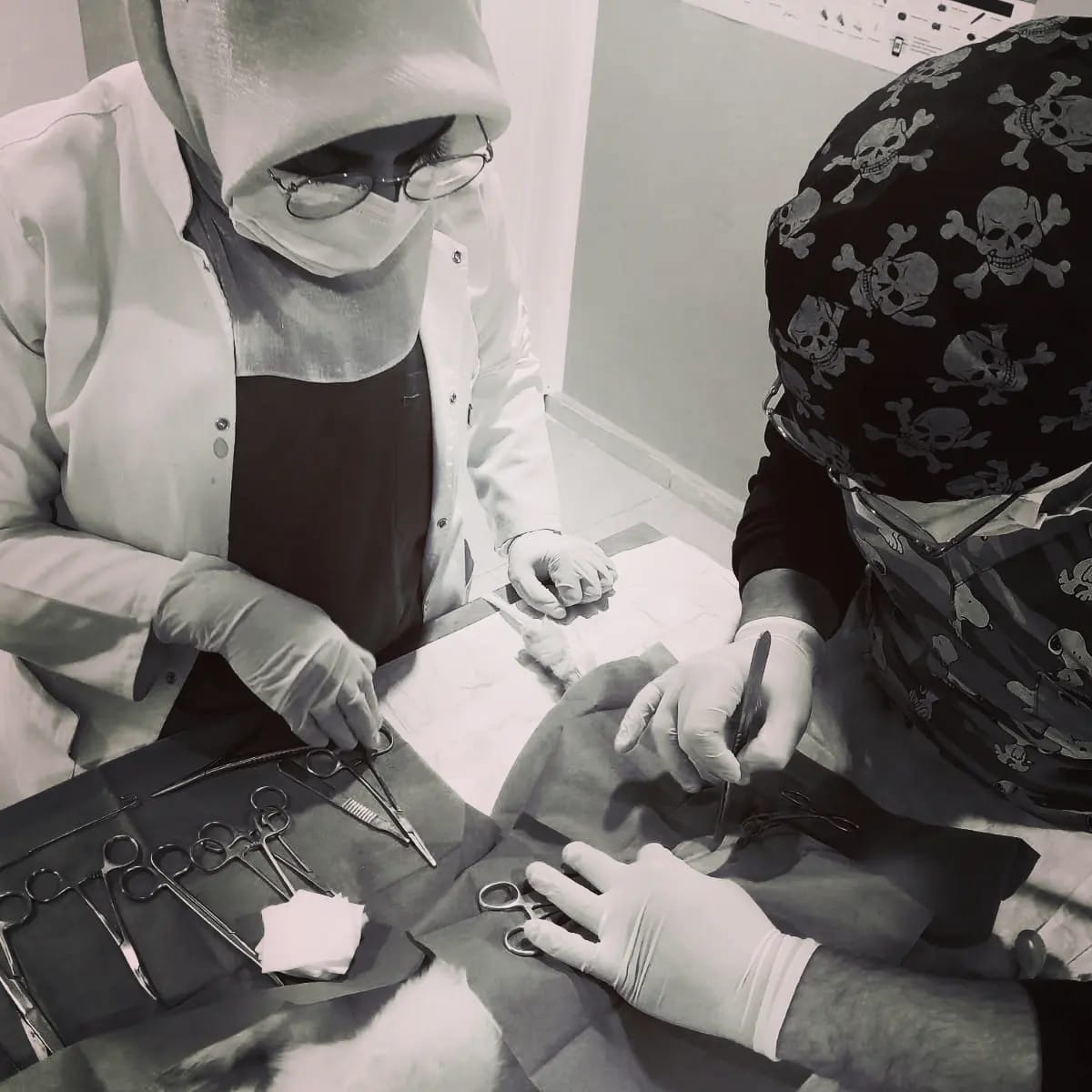 Van Tar&ccedil;ın Pet Veteriner Kliniği Dişi Kedi Kısırlaştırma Operasyonu