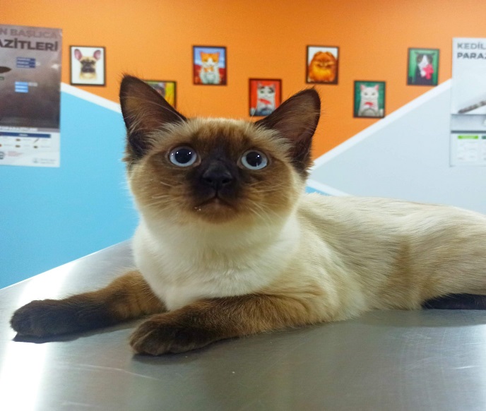 Van Tar&ccedil;ın Pet Veteriner Kliniği 15