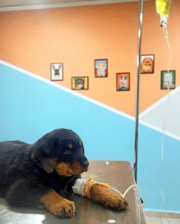 van tar&ccedil;ın pet